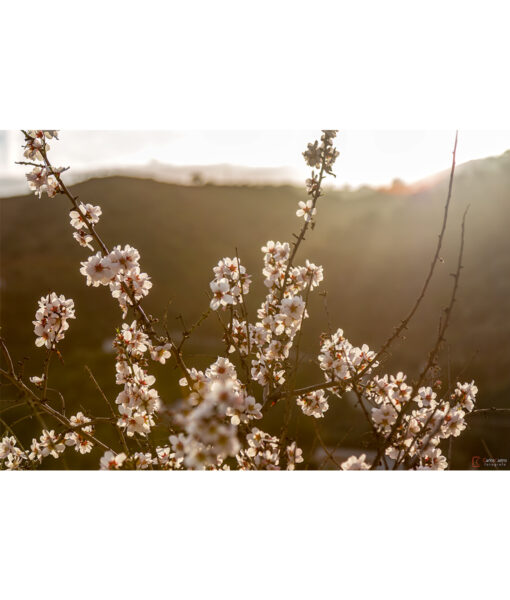 almendros-flor-axarquia