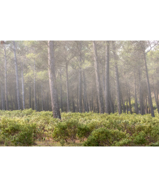 sierra-tejeda-bosque