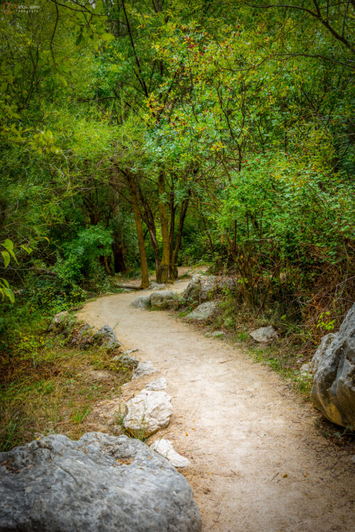 bosque-castril